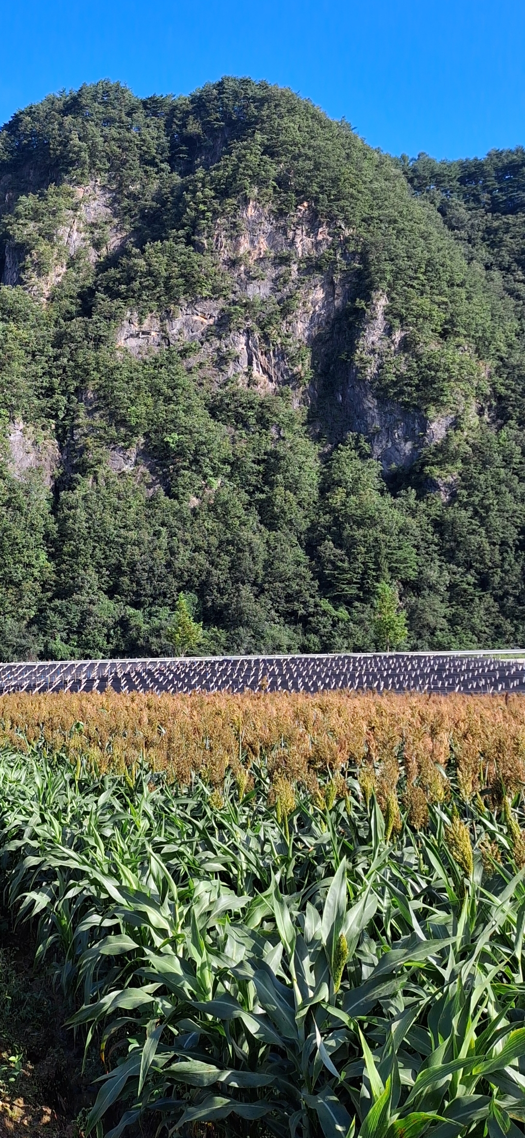 산자락 아래 잡곡밭 풍경